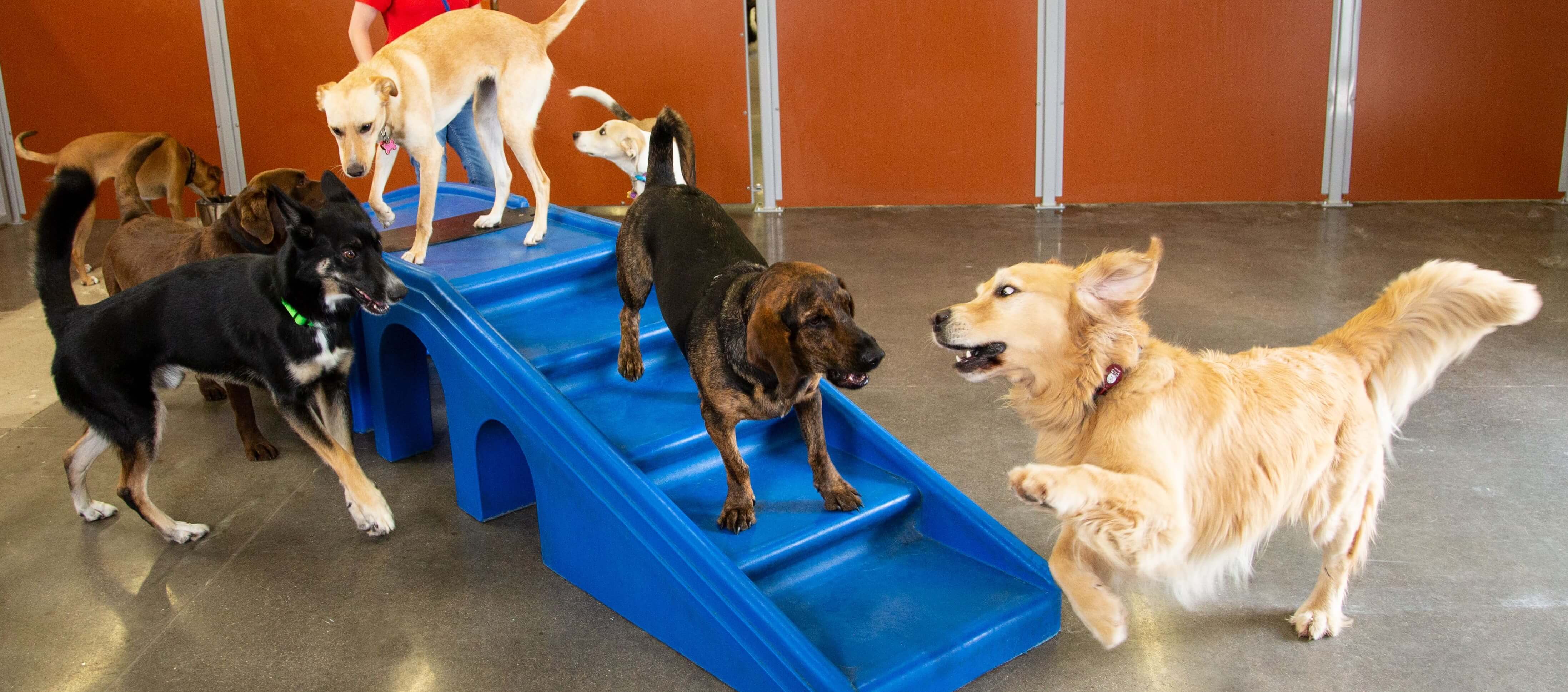 2018 Growth Success Camp Bow Wow