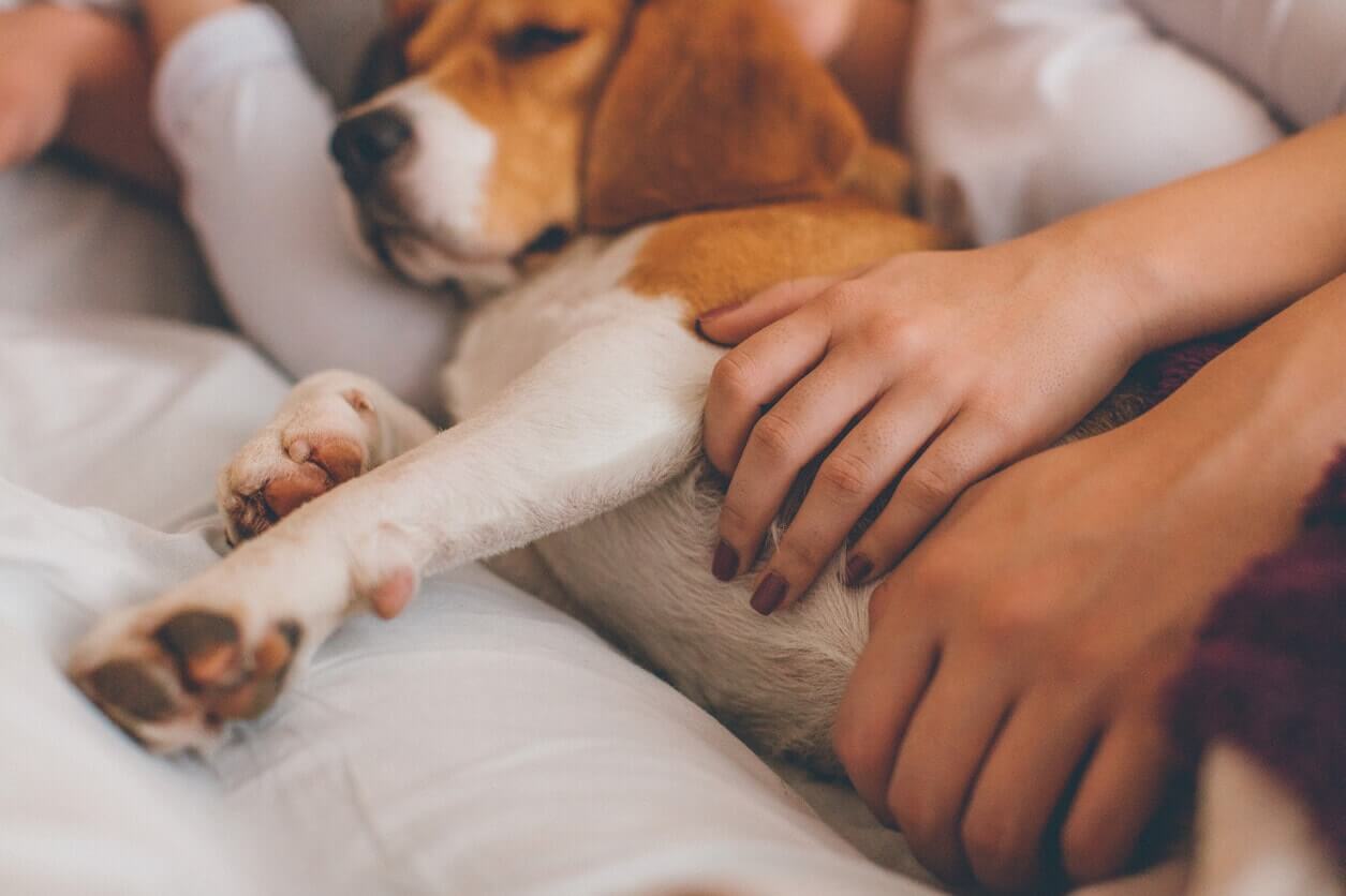 Should I Let My Dog Sleep in My Bed? Camp Bow Wow