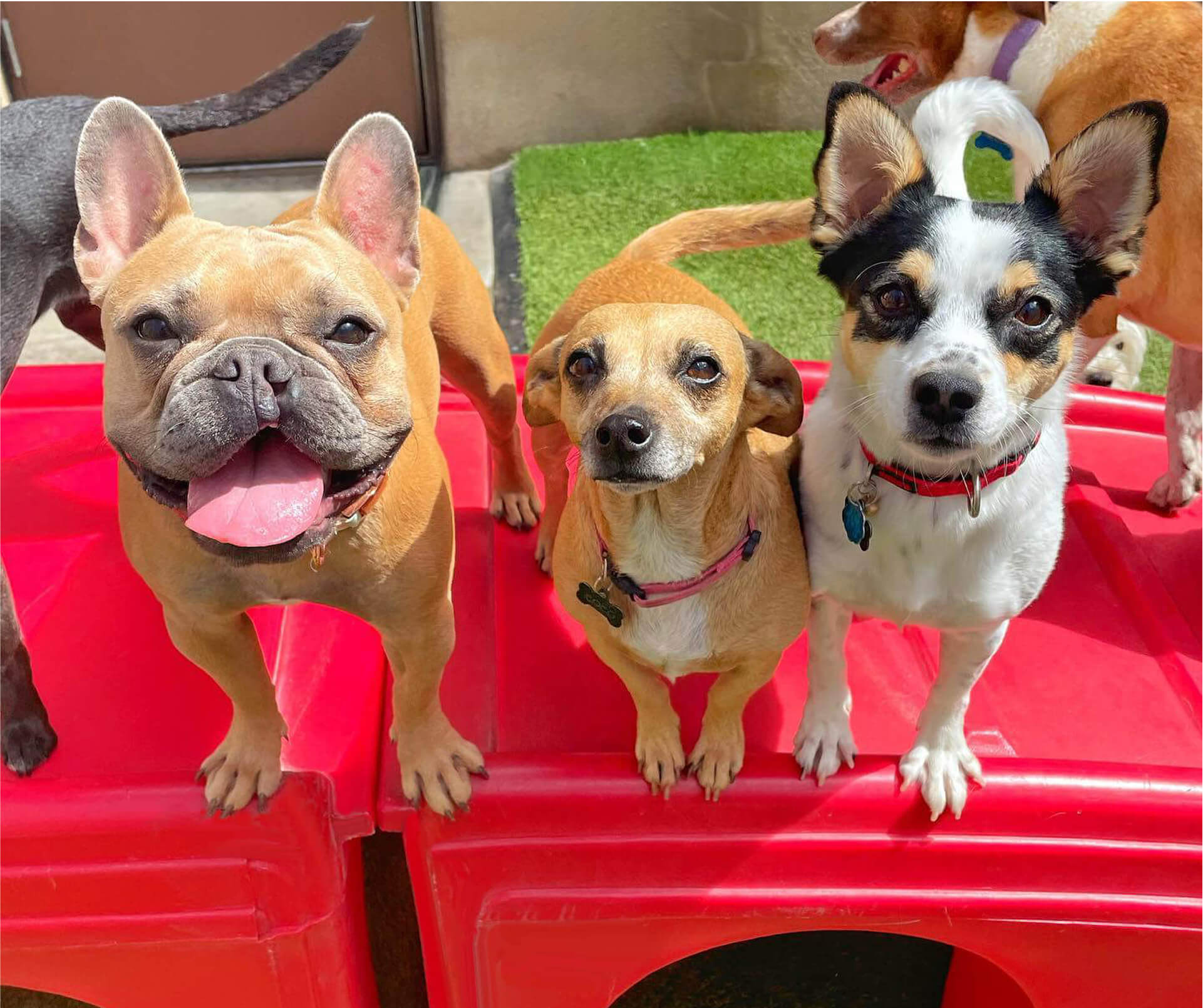 Camp Bow Wow North Raleigh