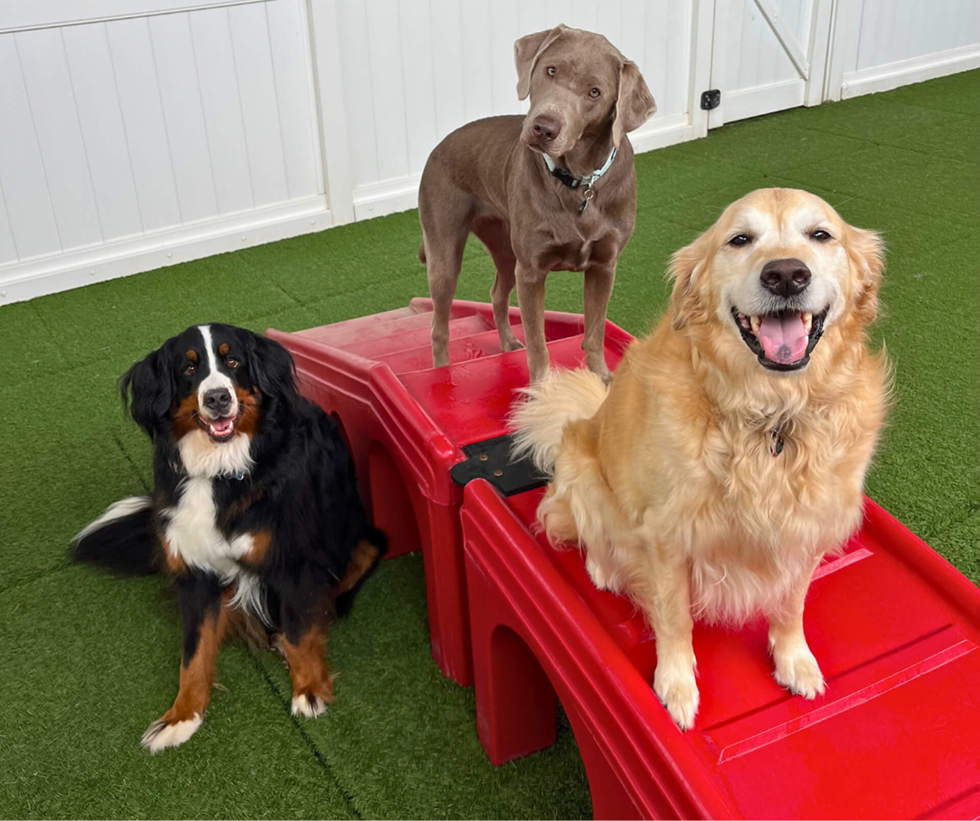 Camp Bow Wow Near The Woodlands Area