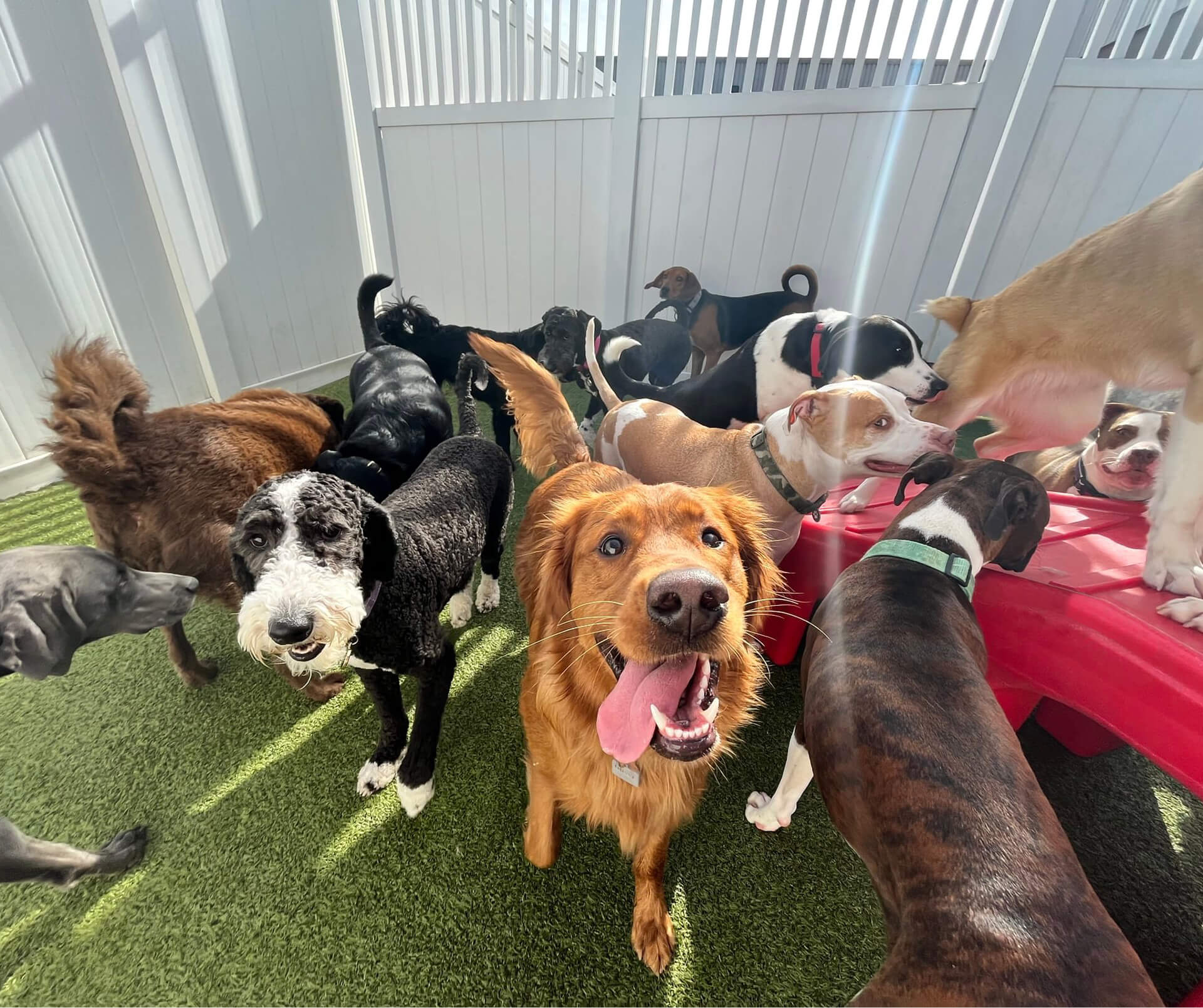 Camp Bow Wow Waco