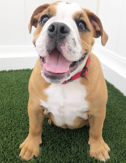 Cute smiling puppy from Camp Bow Wow Montgomery