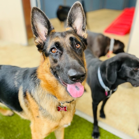 dog looking at camera