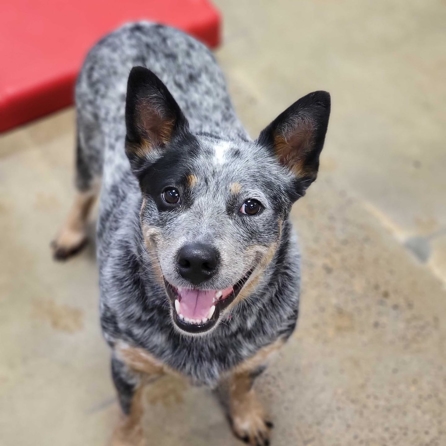 dog looking at camera