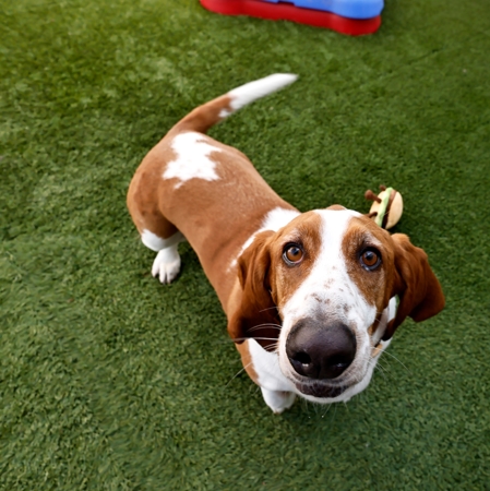 dog looking at camera