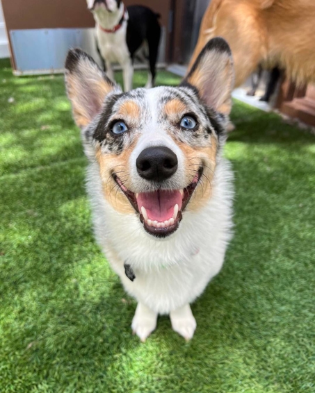 dog looking at camera