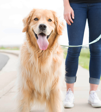 smiling golden retriever on a walk on leash