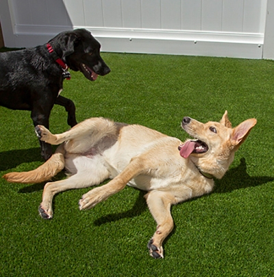 two dogs playing on green turf