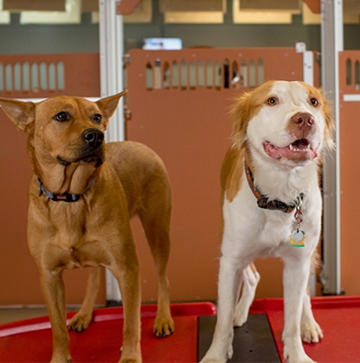 two dogs in indoor play area