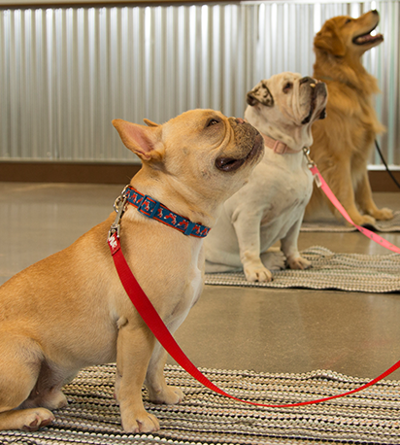 three dogs sitting during group training