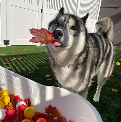 cute husky with maple leaf in its mouth
