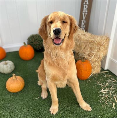 golden retriever posing in front of hay bale and pumpkins