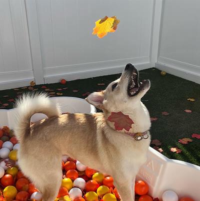dog playing in fall leaves