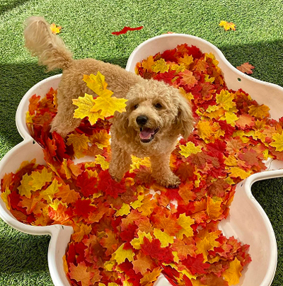cute dog playing in autumn leaves
