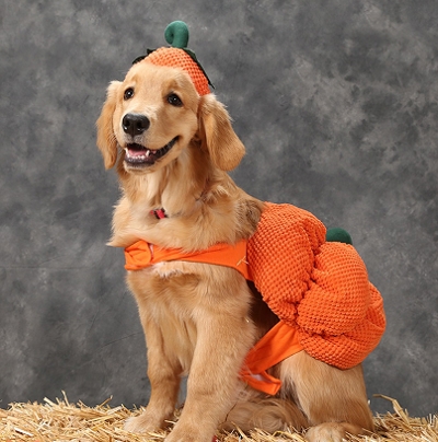 smiling golden retriever wearing a pumpkin costume