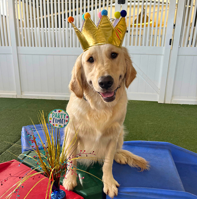 Cute smiling golden retriever wearing a birthday crown