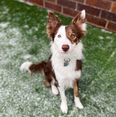 dog standing on turf in the snow