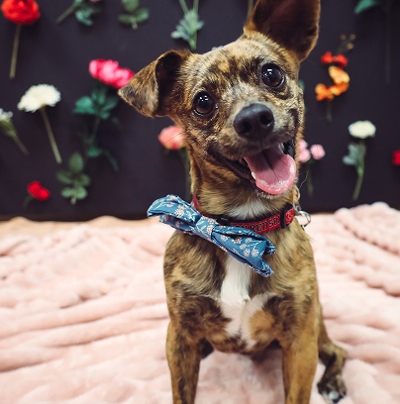 cute small dog smiling in front of wall of flowers