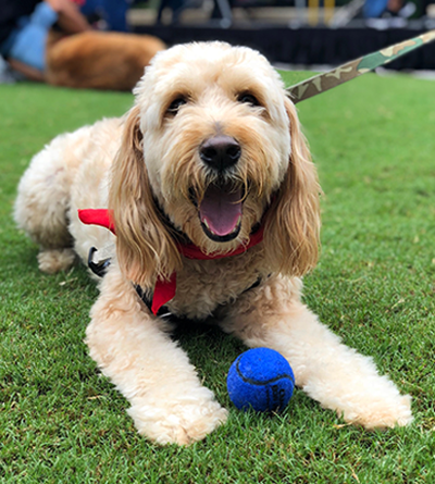 smiling dog lying on grass with blue ball