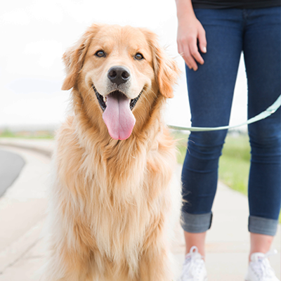 smiling golden retriever on a walk on leash