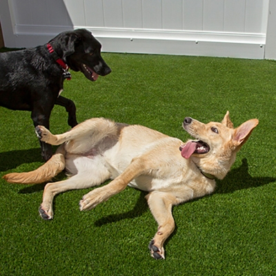 two dogs playing on green turf