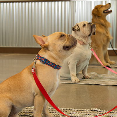 three dogs sitting during group training