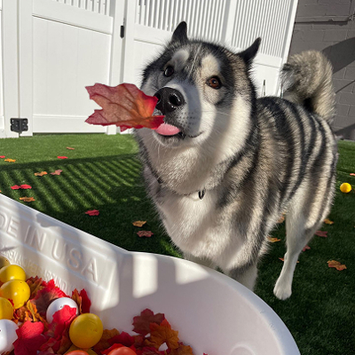 cute husky with maple leaf in its mouth