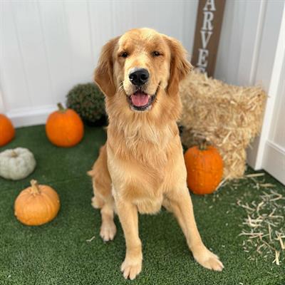 golden retriever posing in front of hay bale and pumpkins