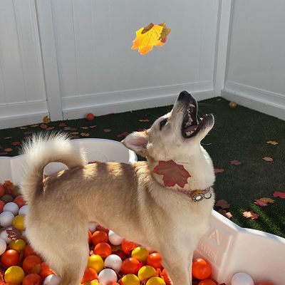 dog playing in fall leaves