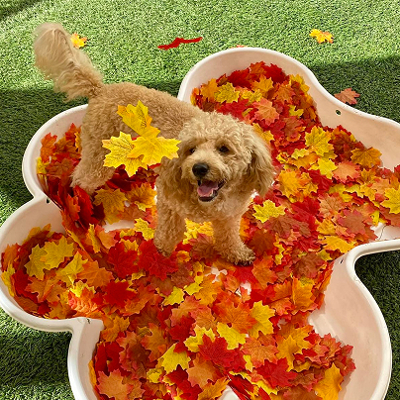 cute dog playing in autumn leaves