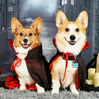 two corgis in costume capes