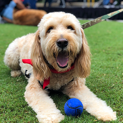 smiling dog lying on grass with blue ball
