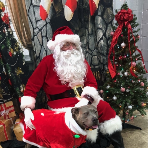 Santa Paws