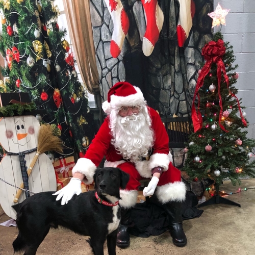 Santa Paws
