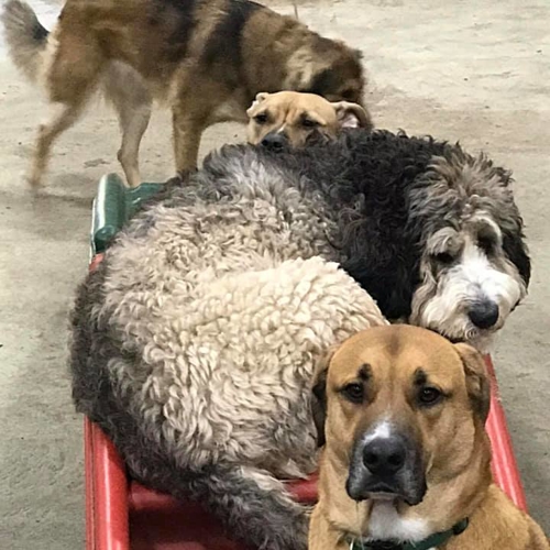 Our Campers