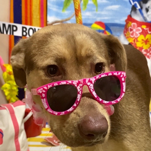 Beach Pawty 2020