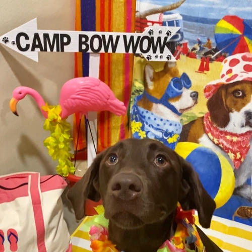 Beach Pawty 2020