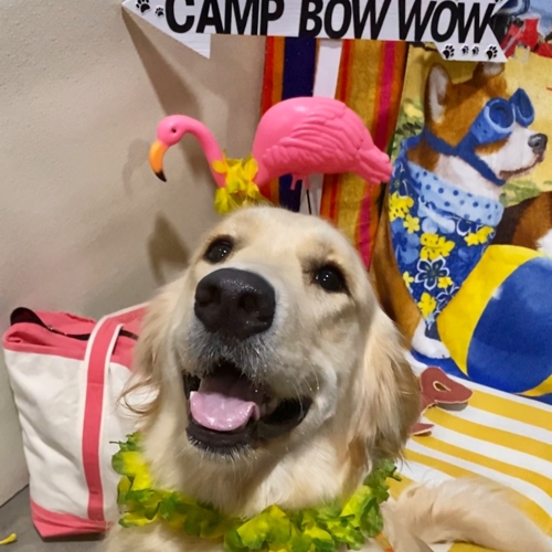 Beach Pawty 2020