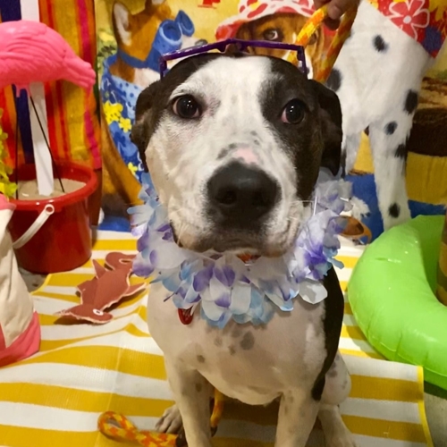 Beach Pawty 2020
