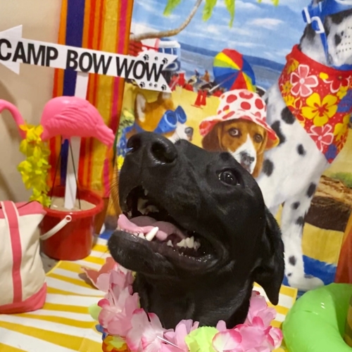 Beach Pawty 2020