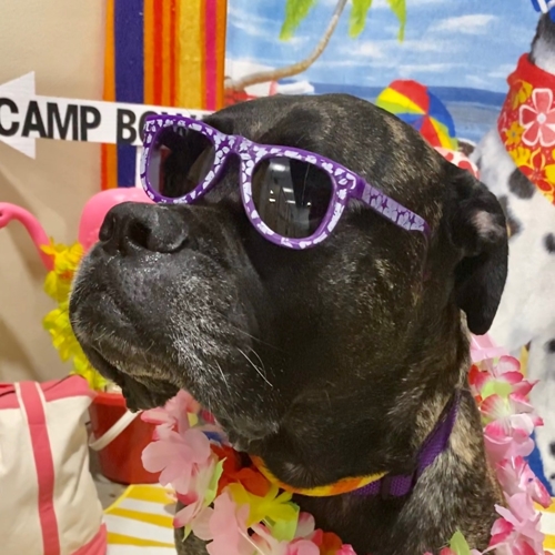 Beach Pawty 2020