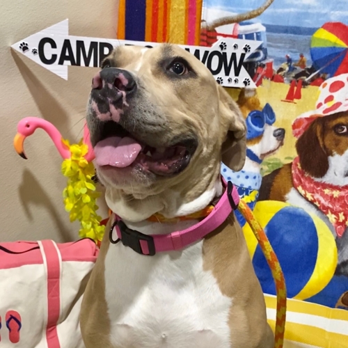 Beach Pawty 2020