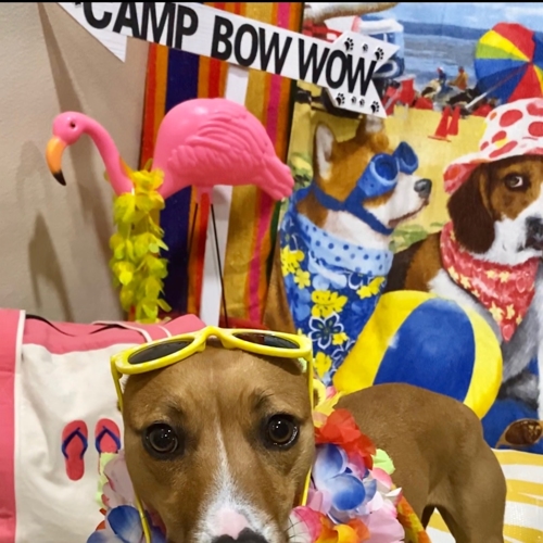 Beach Pawty 2020