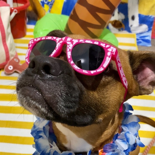 Beach Pawty 2020