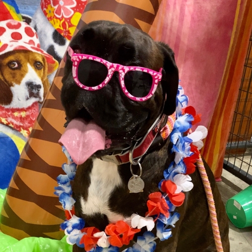 Beach Pawty 2020