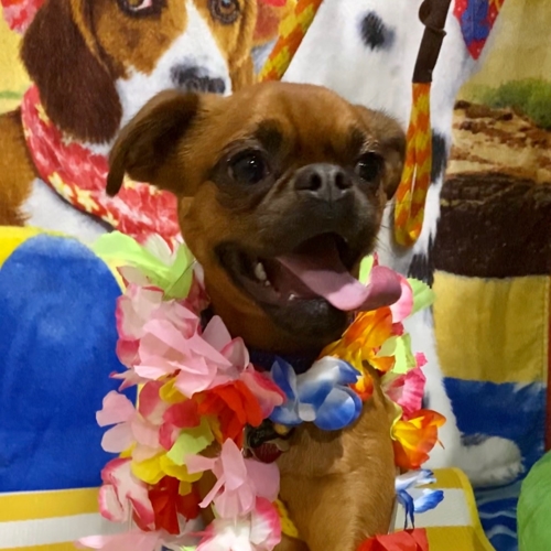 Beach Pawty 2020