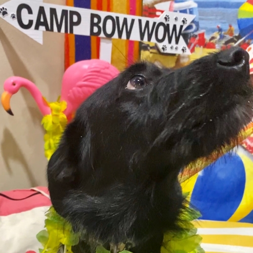 Beach Pawty 2020