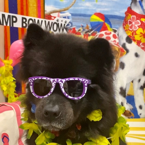 Beach Pawty 2020