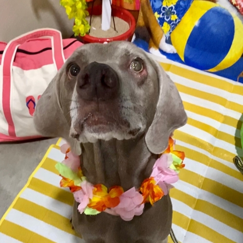 Beach Pawty 2020