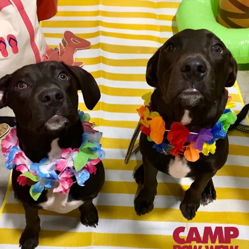 Beach Pawty 2020